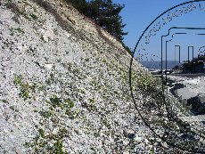 Левкой душистый 001